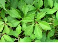 Parthenocissus quinquefolia (Viţă canadiană) - cu ghiveci 1 Litru